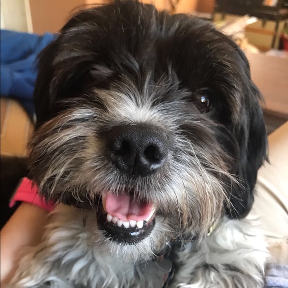 Meet your Posher, Prisci - Picture 1 of 1